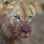 Hunting the Lion